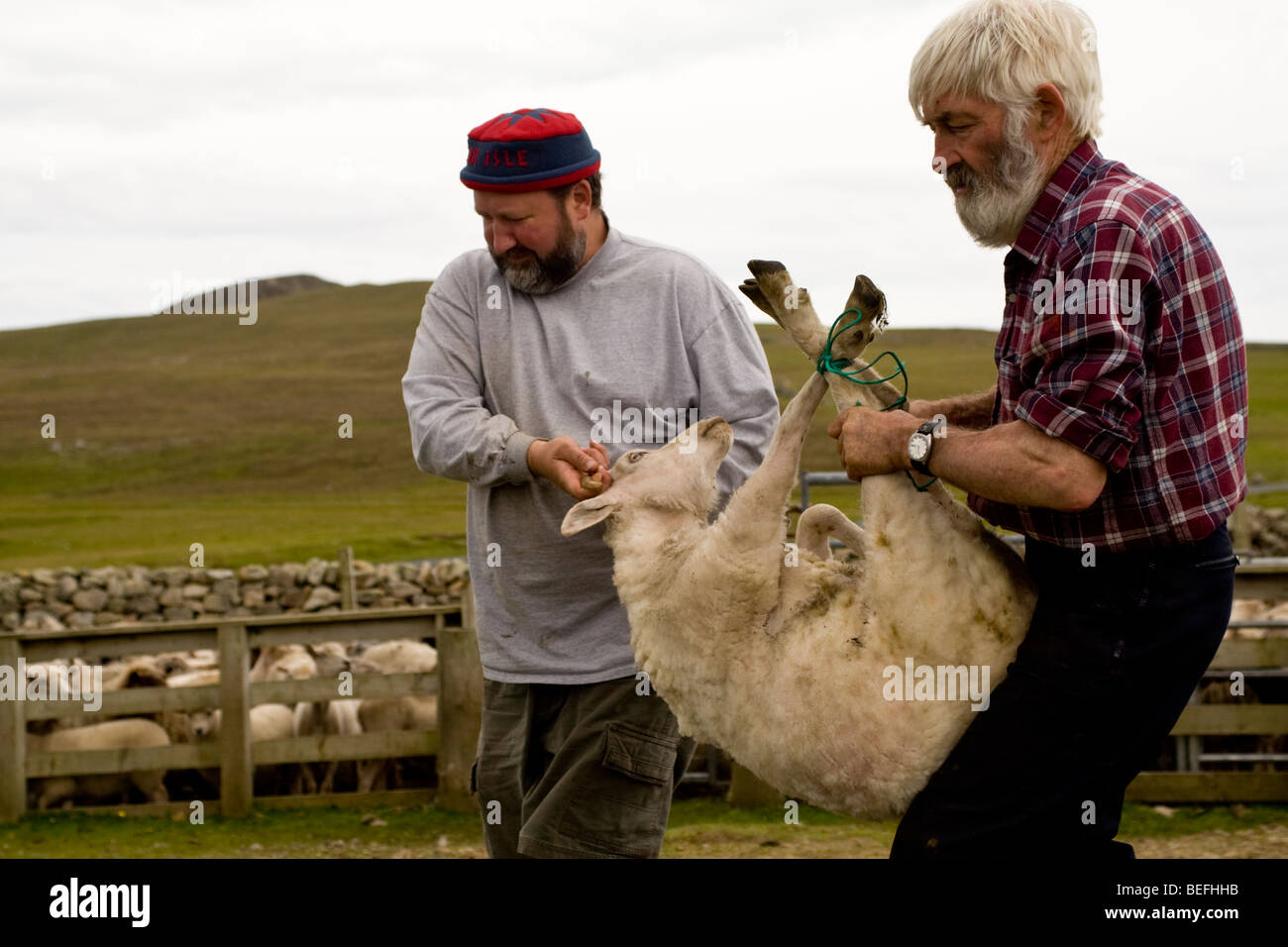 Two men carrying ram lamb Fair Isle Shetland Stock Photo