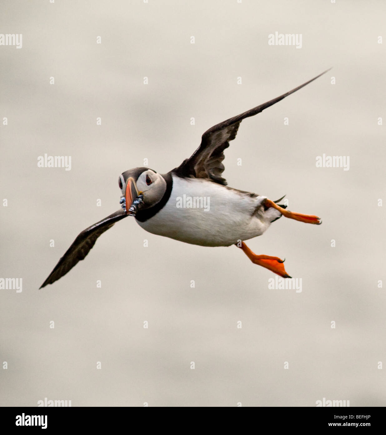 Atlantic puffin in flight with sandeels Fair Isle Shetland Stock Photo