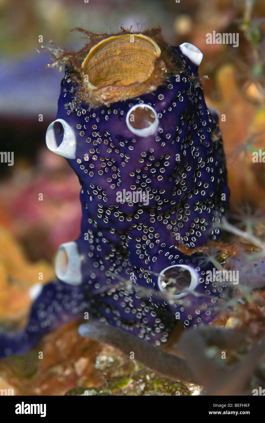 Sponge covered in tunicates under water Stock Photo Alamy