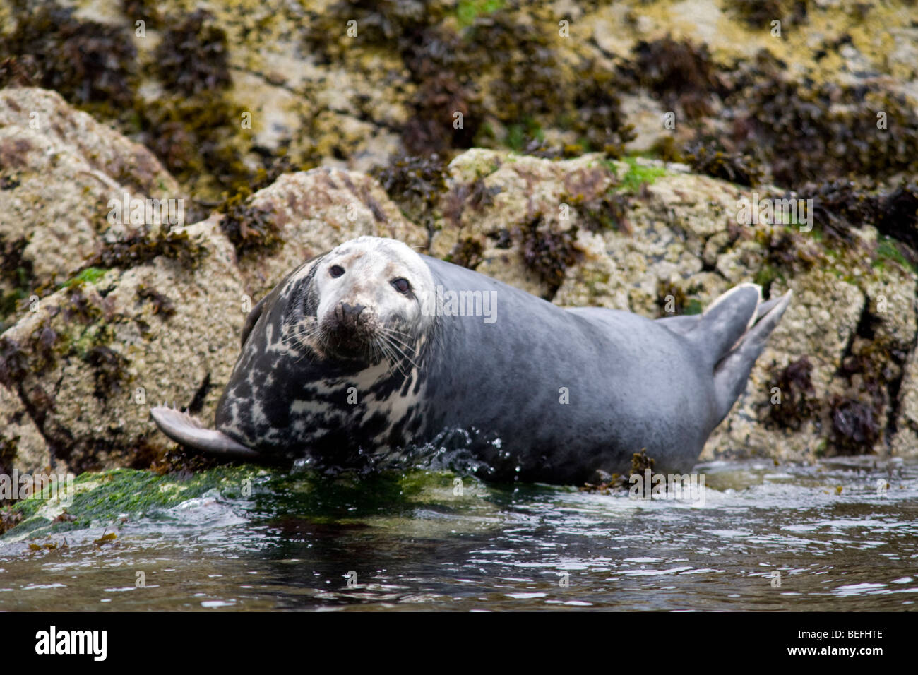 Grey seal on Bass Rock Stock Photo