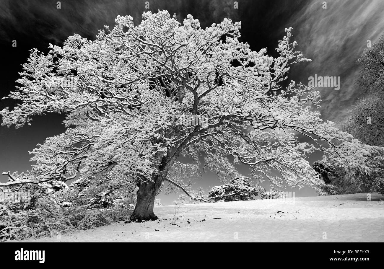 Snow covered oak tree in the english countryside. Black and white with a high contrast red filter applied Stock Photo