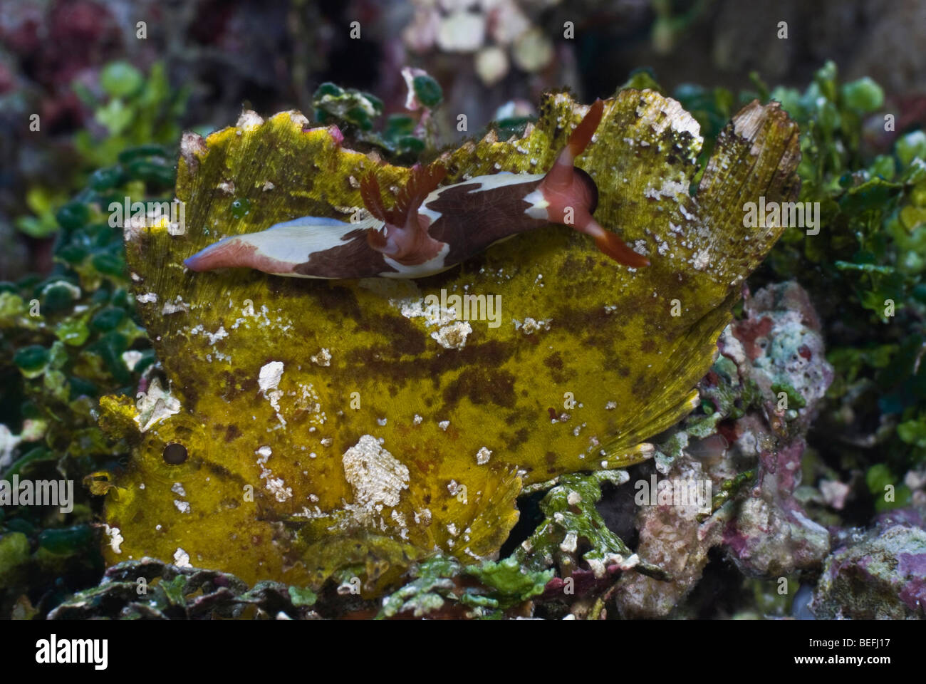 Nudibranch climbing on a leaffish under water. Stock Photo