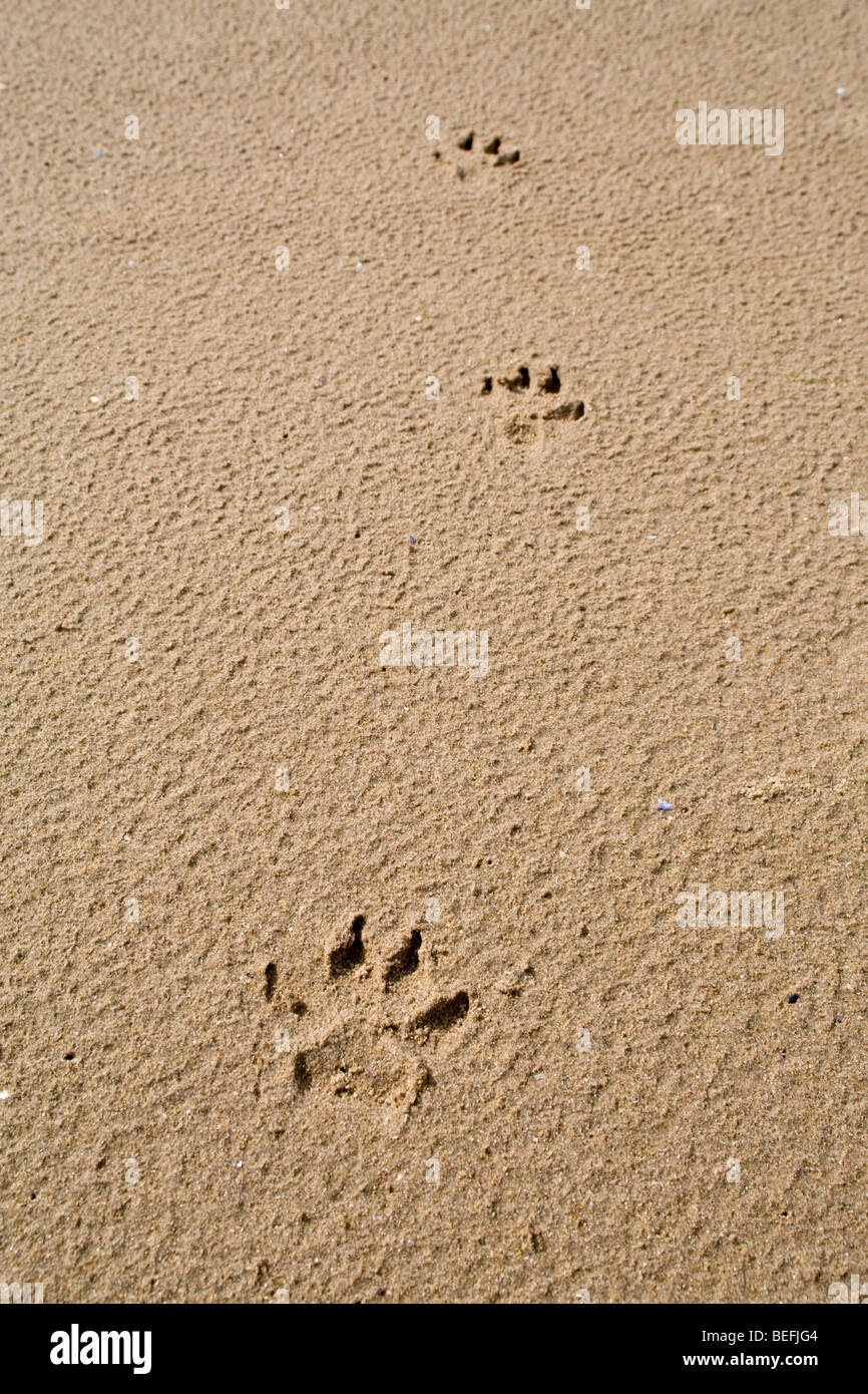Dog paw prints in sand hires stock photography and images Alamy