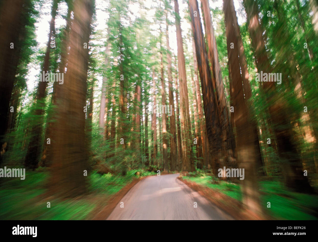 Driving On Small Road Through Giant Redwood Trees In Northern