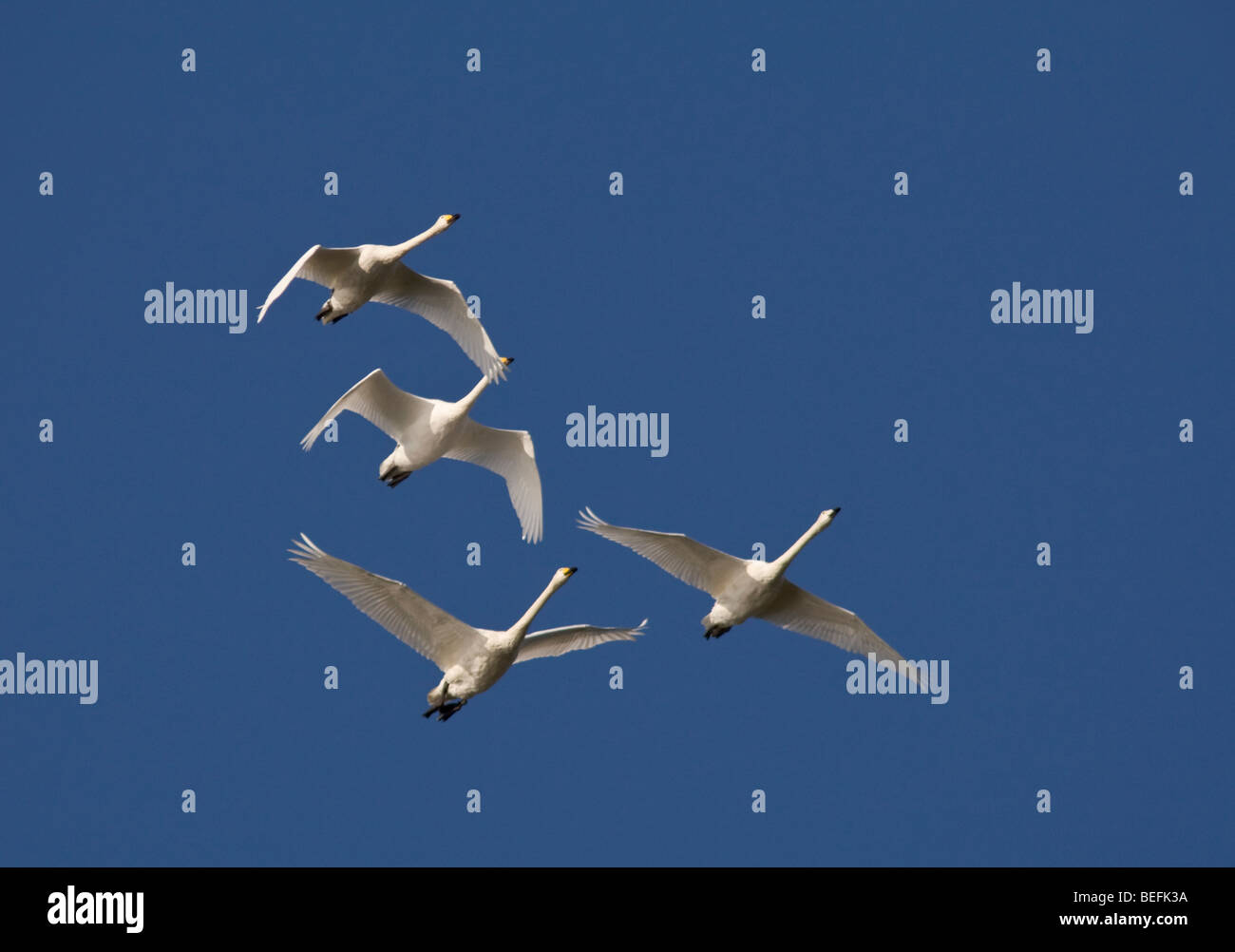 Whooper swans flying over Fair Isle Shetland in autumn Stock Photo - Alamy