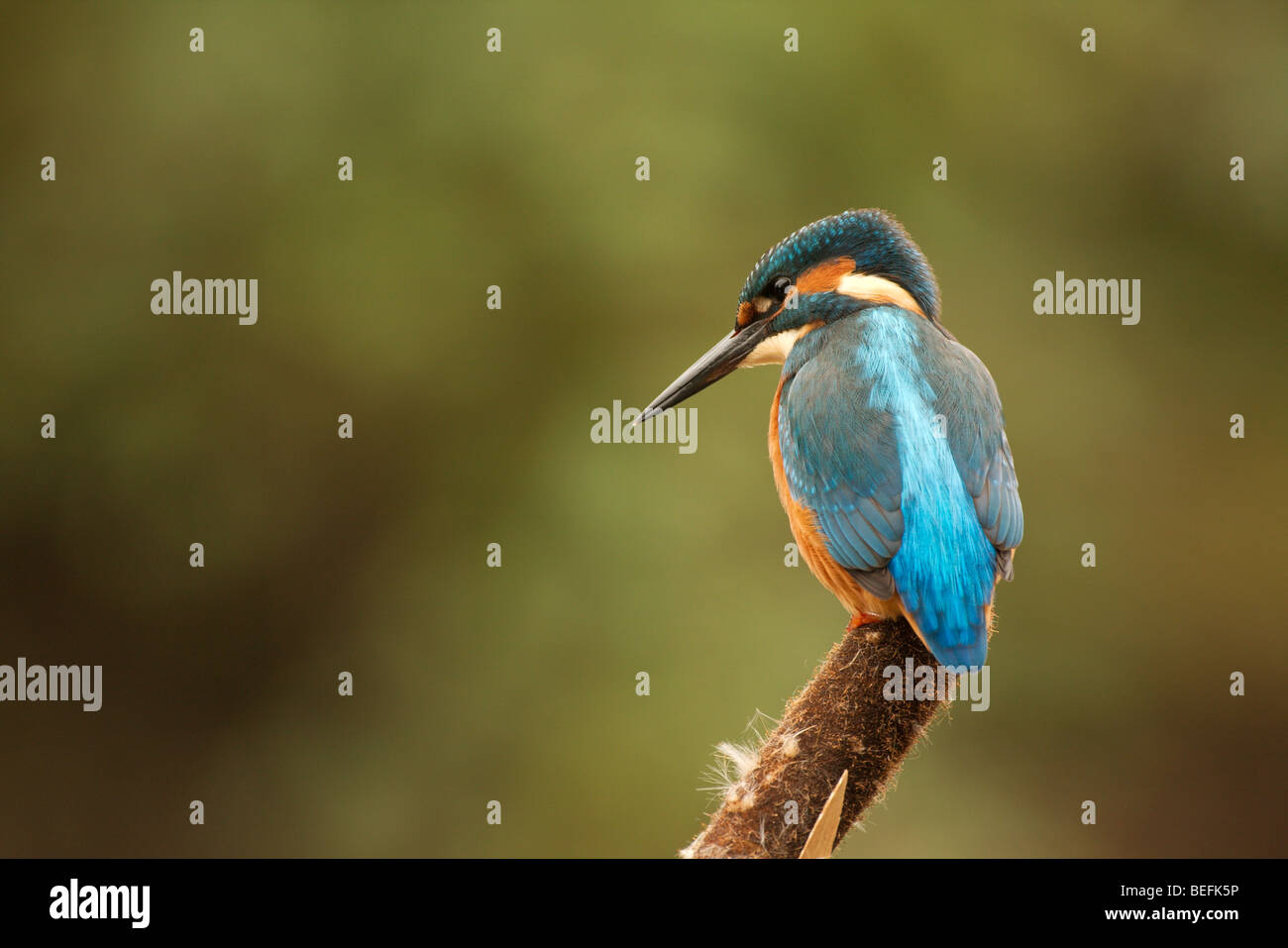 a colourful european kingfisher perching over the water. Stock Photo