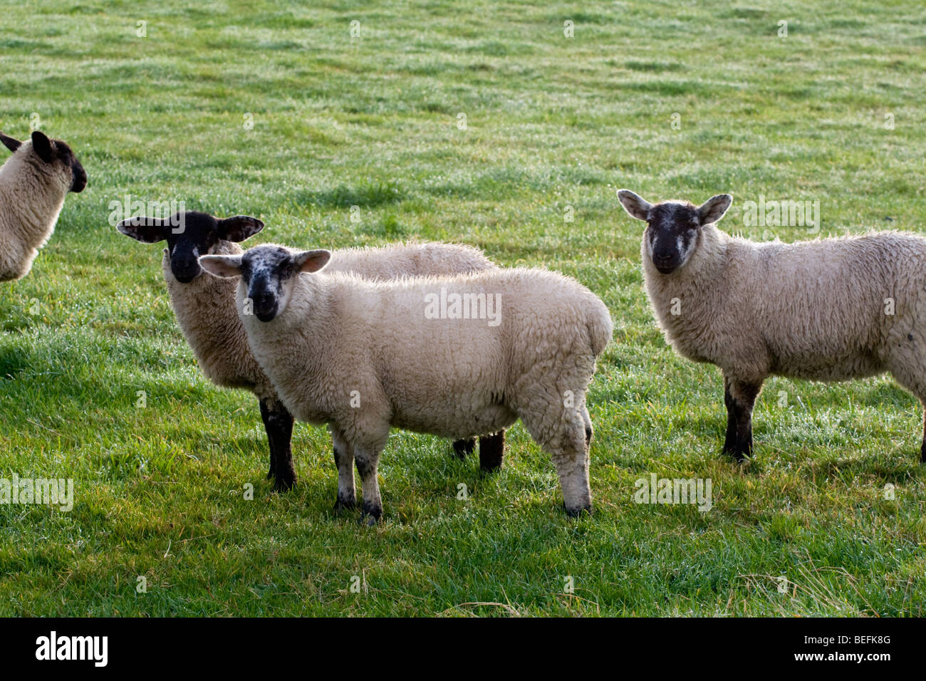 Black and white sheep hires stock photography and images Alamy
