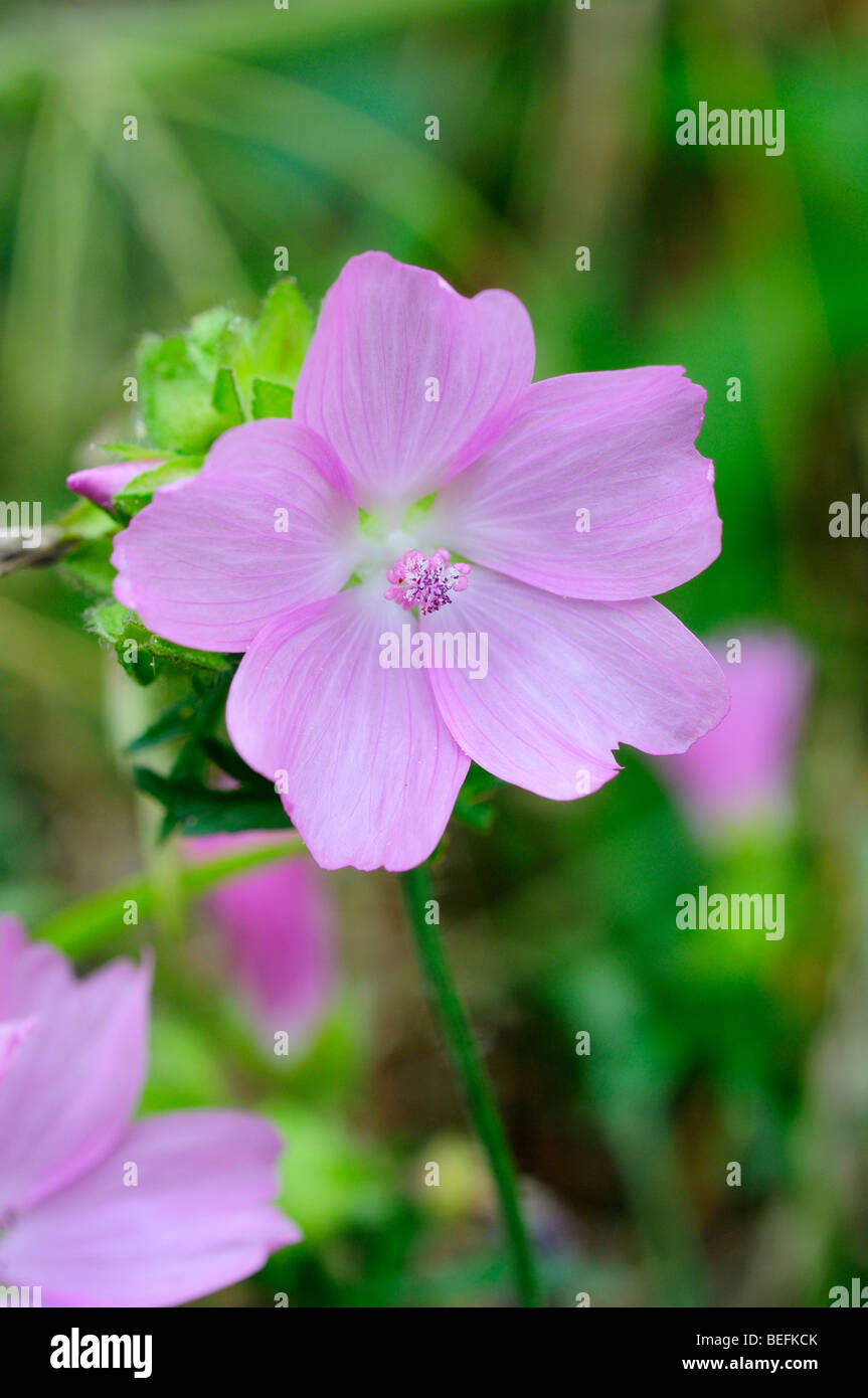 One Wild Flower . Pink Musk Mallow L .Malva moschata Stock Photo - Alamy