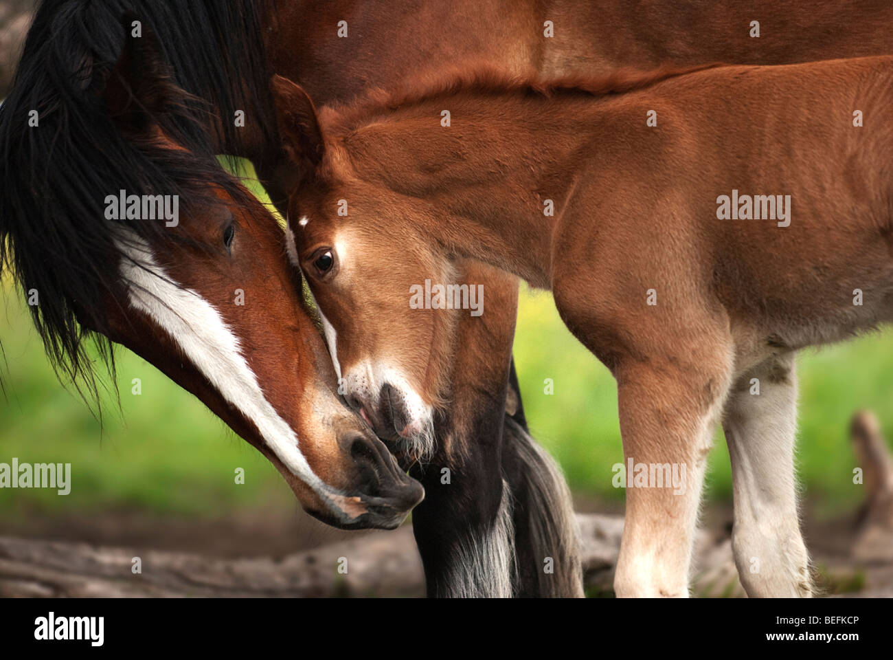 Motherly Love Stock Photo