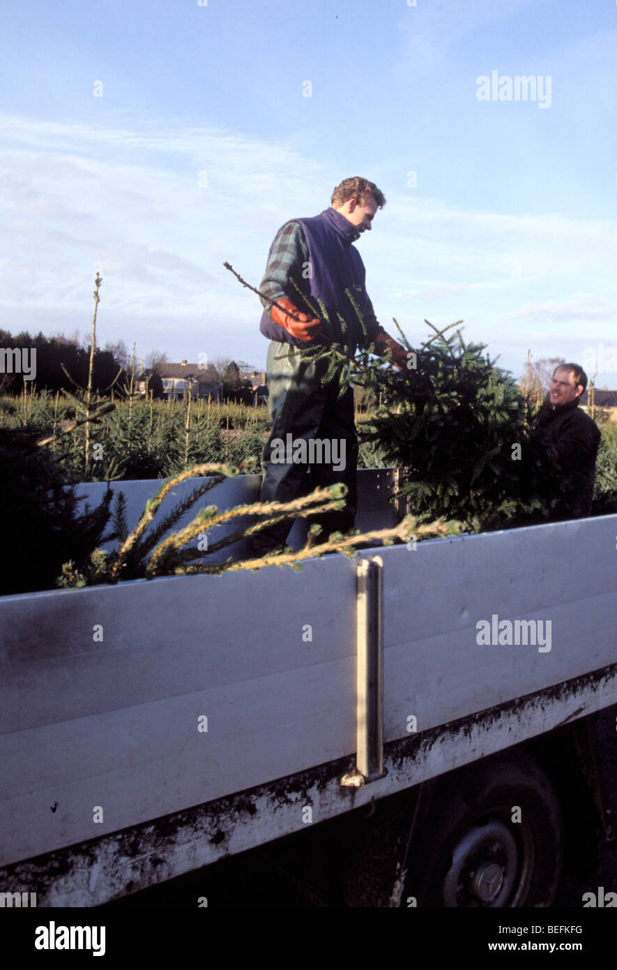Load of christmas trees hires stock photography and images Alamy