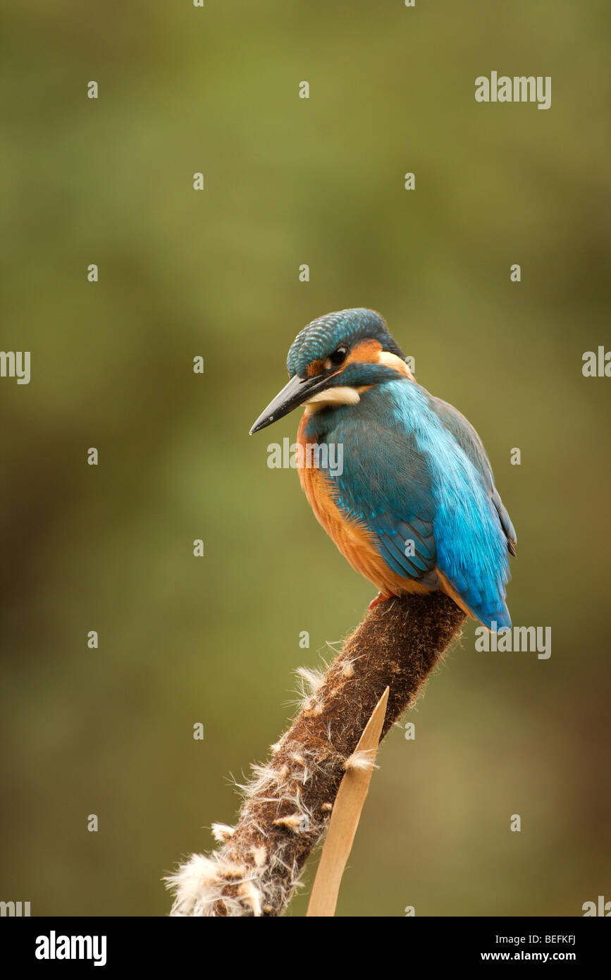 a colourful european kingfisher perching over the water. Stock Photo