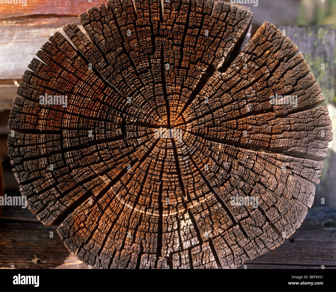 Big piece of wood Stock Photo Alamy