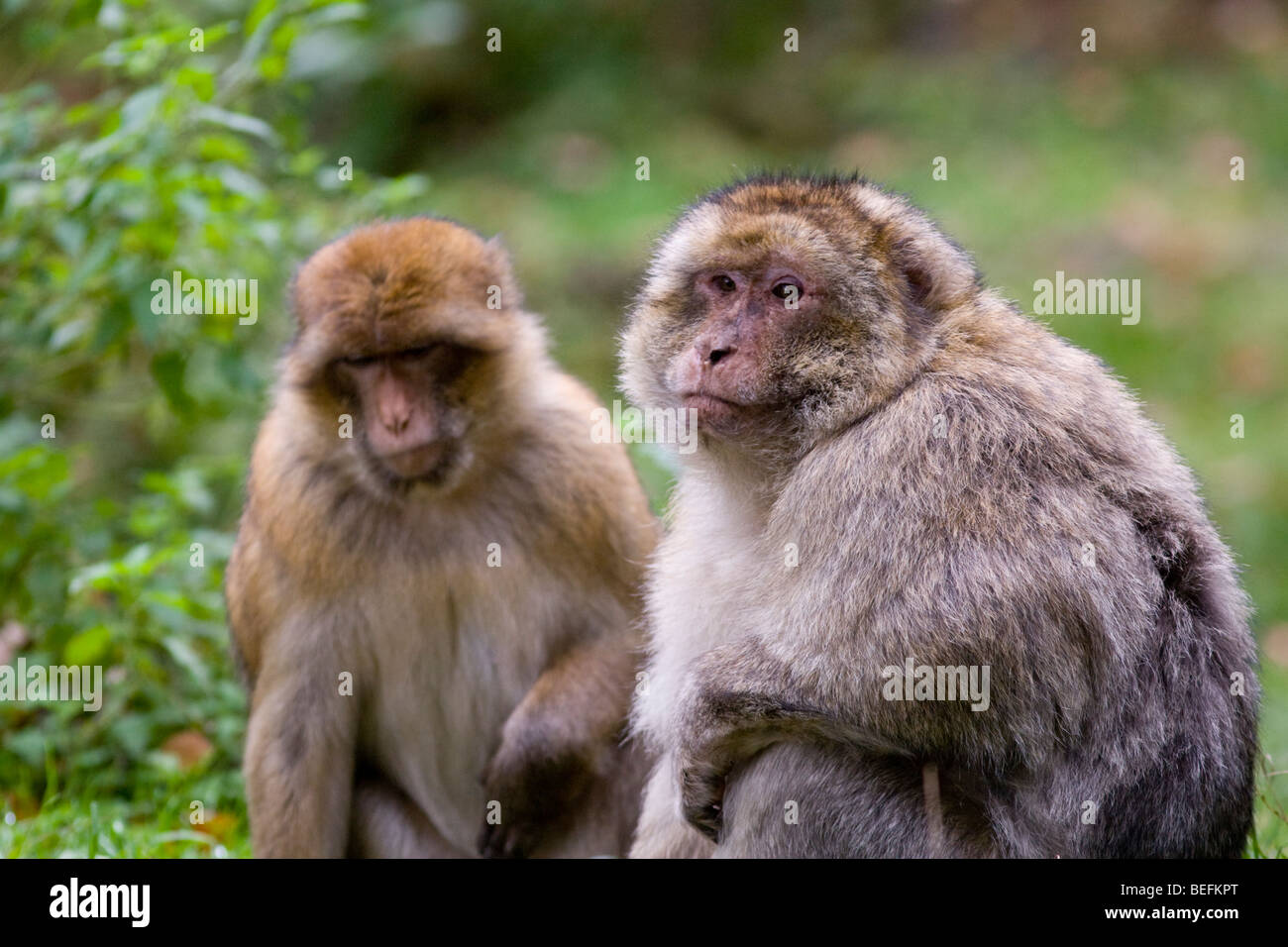 Two barbary macaques hi-res stock photography and images - Alamy