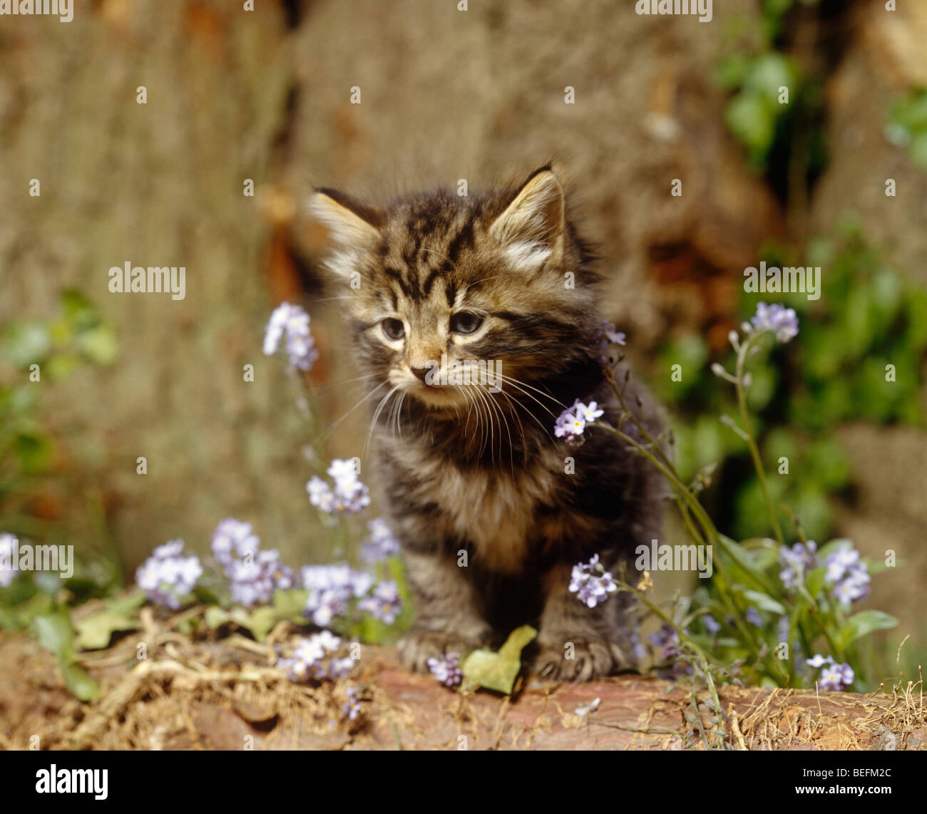 Kitten with flowers Stock Photo