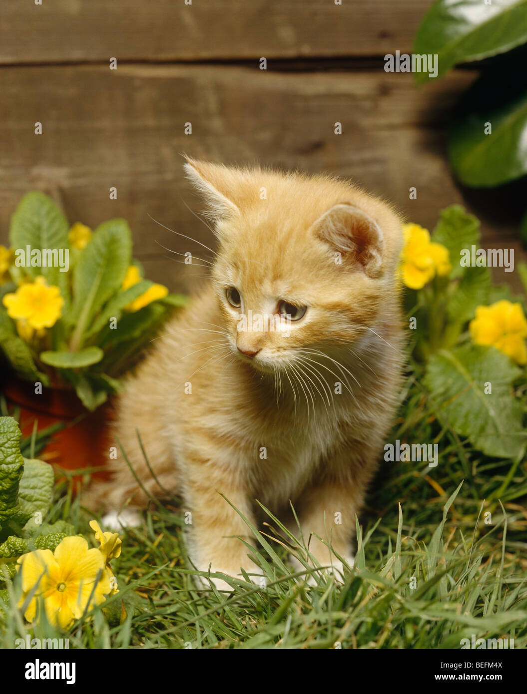 Kitten with yellow flowers Stock Photo