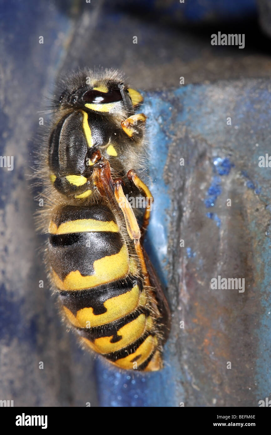 Hibernating Queen Common Wasp Vespula vulgaris, UK Stock Photo