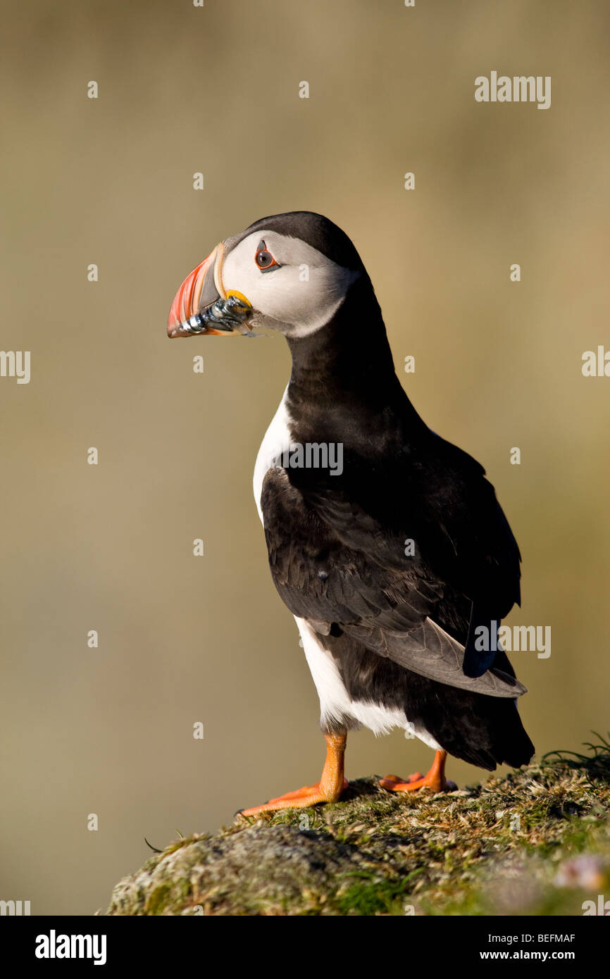 Puffin with sandeels on Fair Isle in Shetland Stock Photo