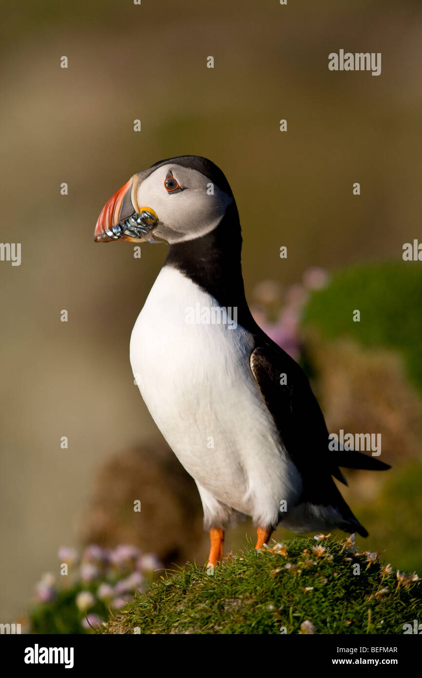 Puffin with sandeels on Fair Isle in Shetland Stock Photo