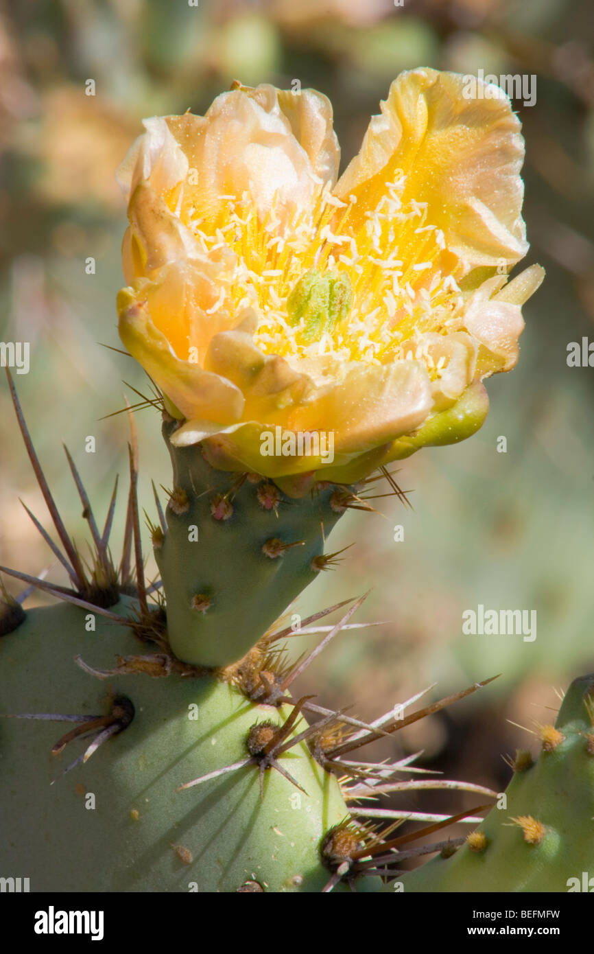 Yellow Paddle Cactus Flower Stock Photo