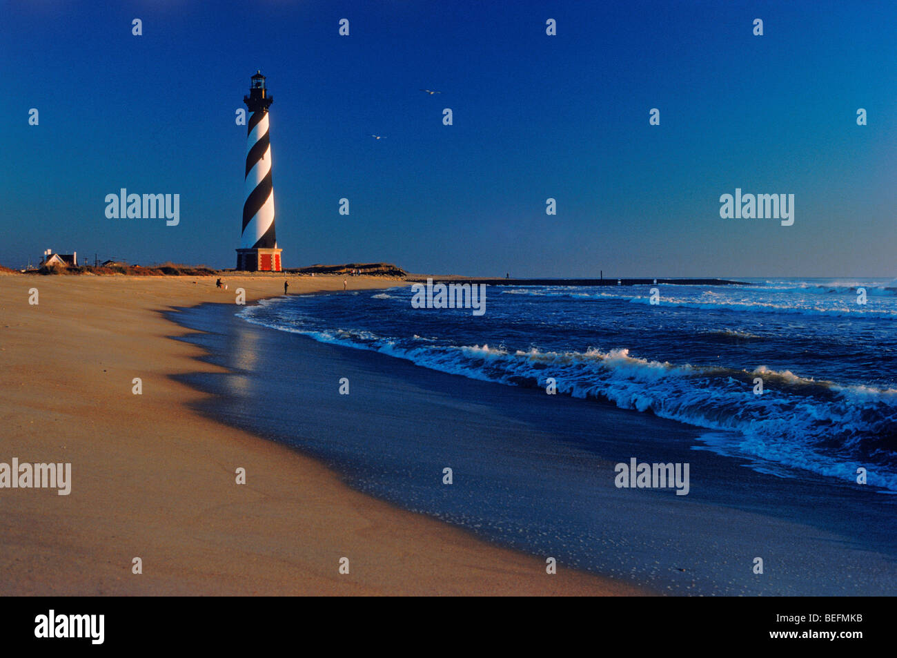 Cape hatteras bird hi-res stock photography and images - Alamy