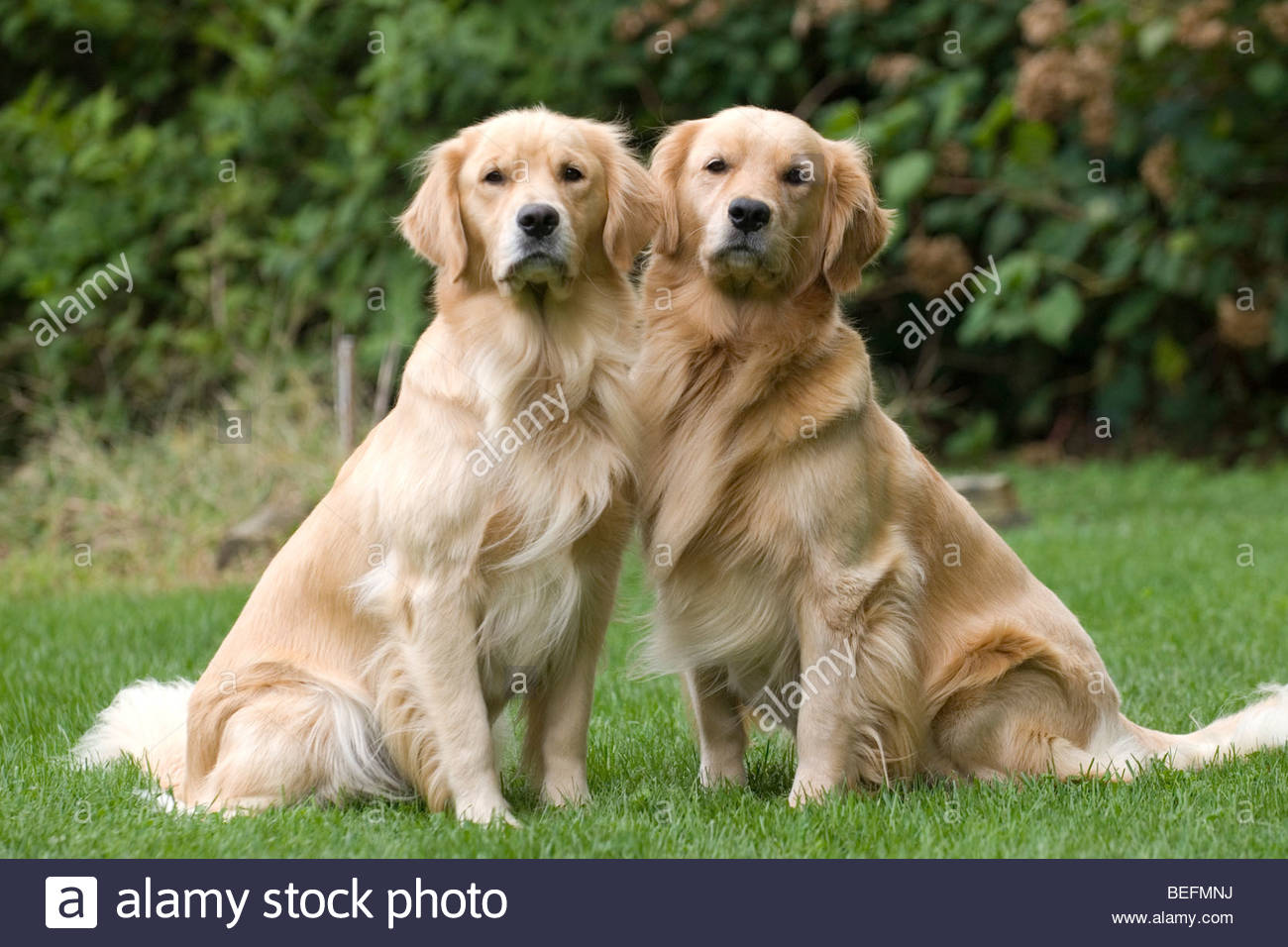 Two Golden Retrievers Stock Photo 26161118 Alamy