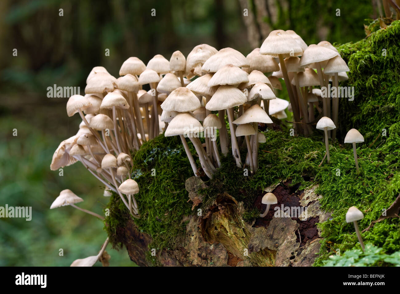 Toadstools growing on a tree stump in woodland Stock Photo