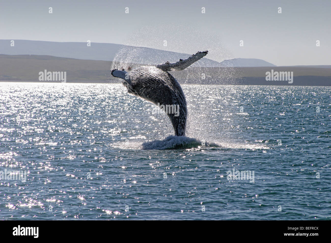 Humpback whale breaching, Husavik, Iceland Stock Photo