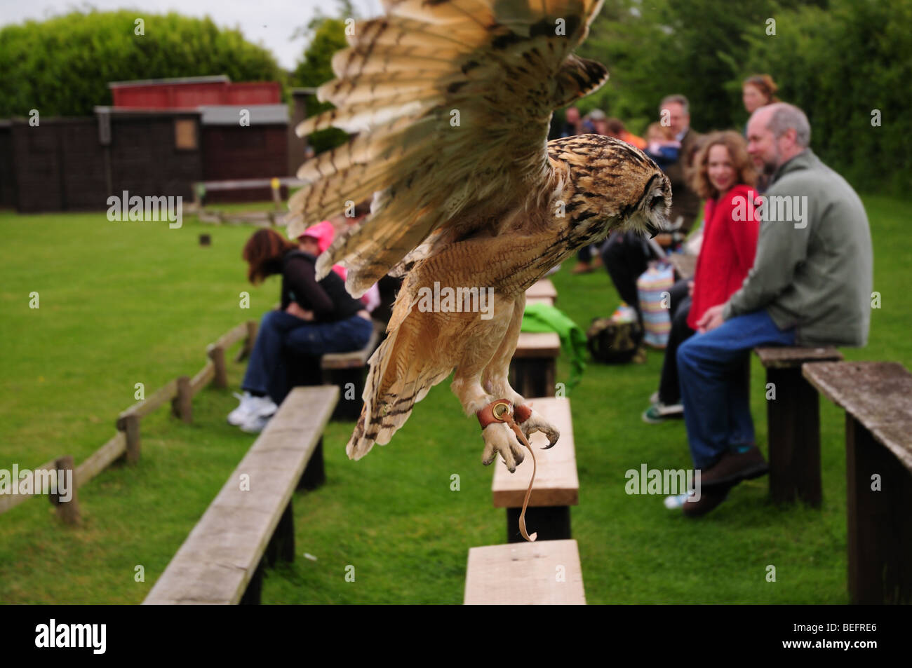 Eagle Owl flying around visitors at Owl Sanctuary, Stonham Barns Suffolk Stock Photo