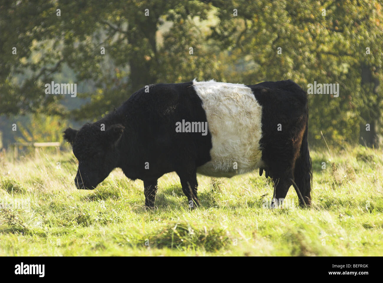 A Belted Galloway cow grazing Stock Photo