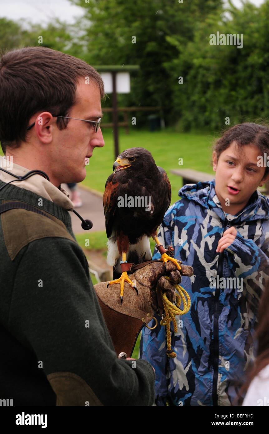Handler with Harris Hawk at bird sanctuary Suffolk and curious girl Stock Photo