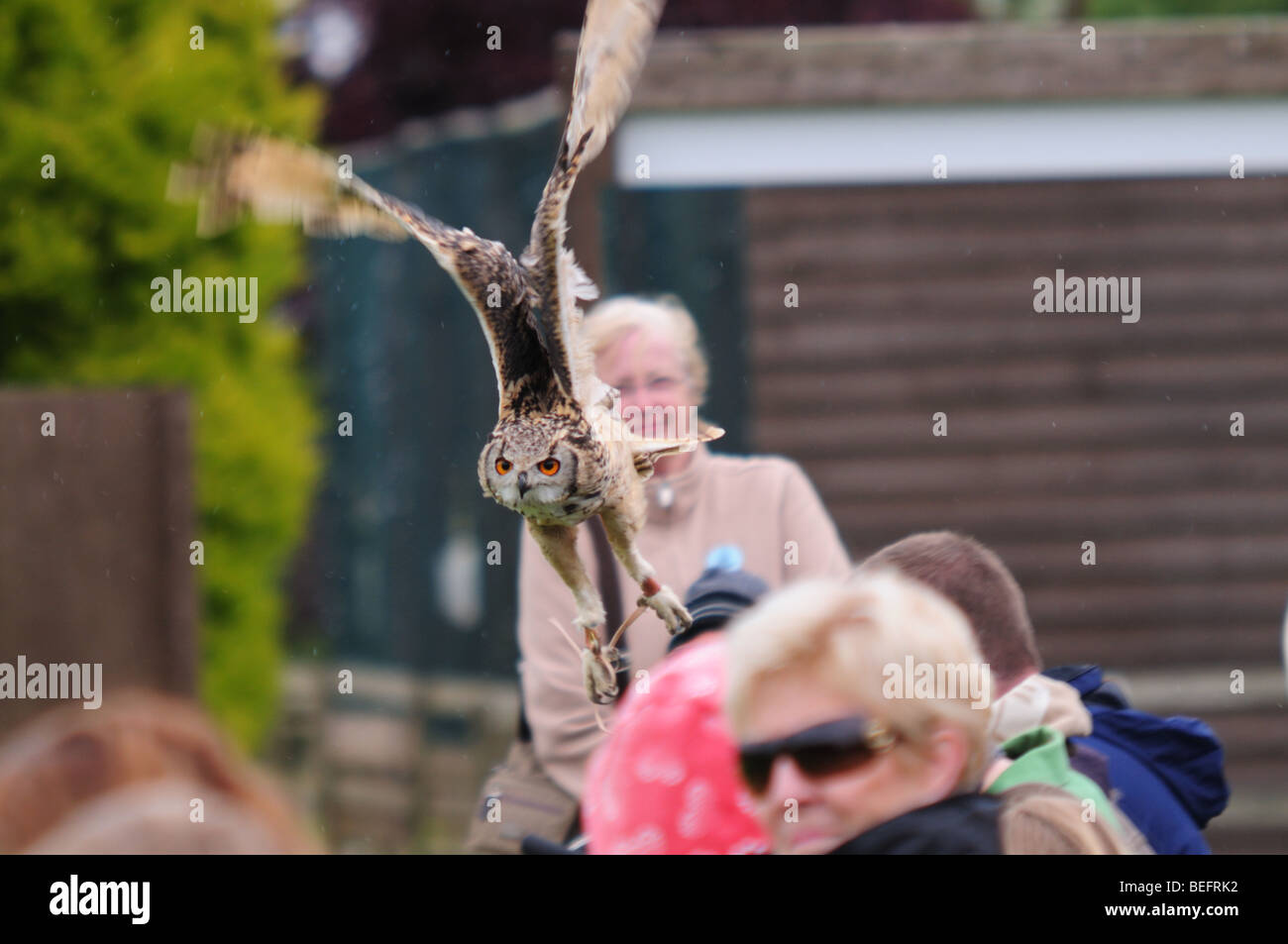 Eagle Owl flying over the heads of visitors at The OWl Sanctuary, Stonham Barns Suffolk Stock Photo