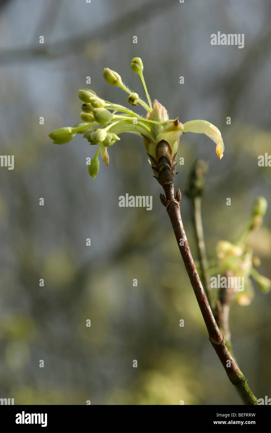 Acer opalus subsp. obtusatum Stock Photo