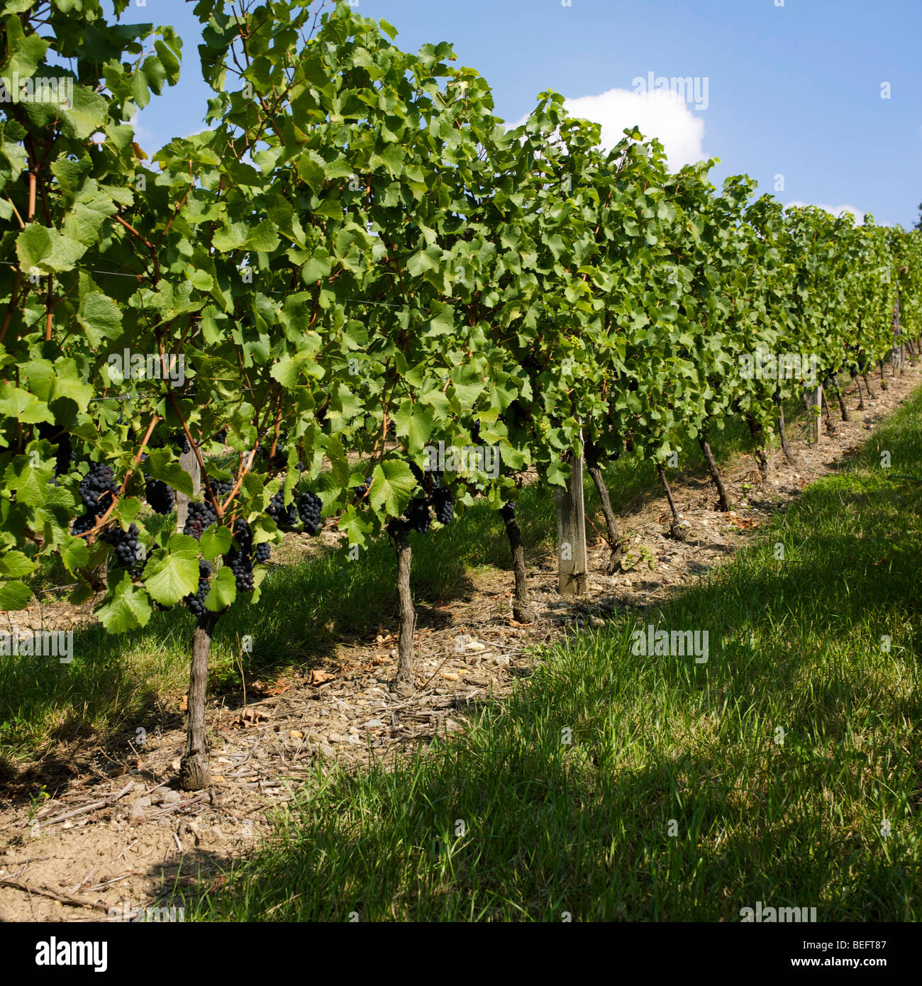Vine and bunch of grapes Stock Photo Alamy