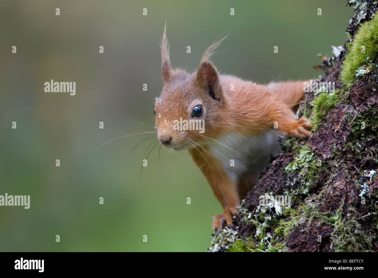 Cheeky red squirrel peering around a lichen covered tree trunk. Stock Photo