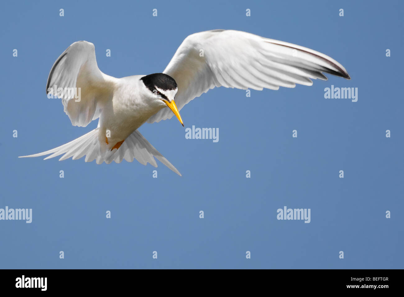 Little tern hovering against a clear blue sky, Stock Photo