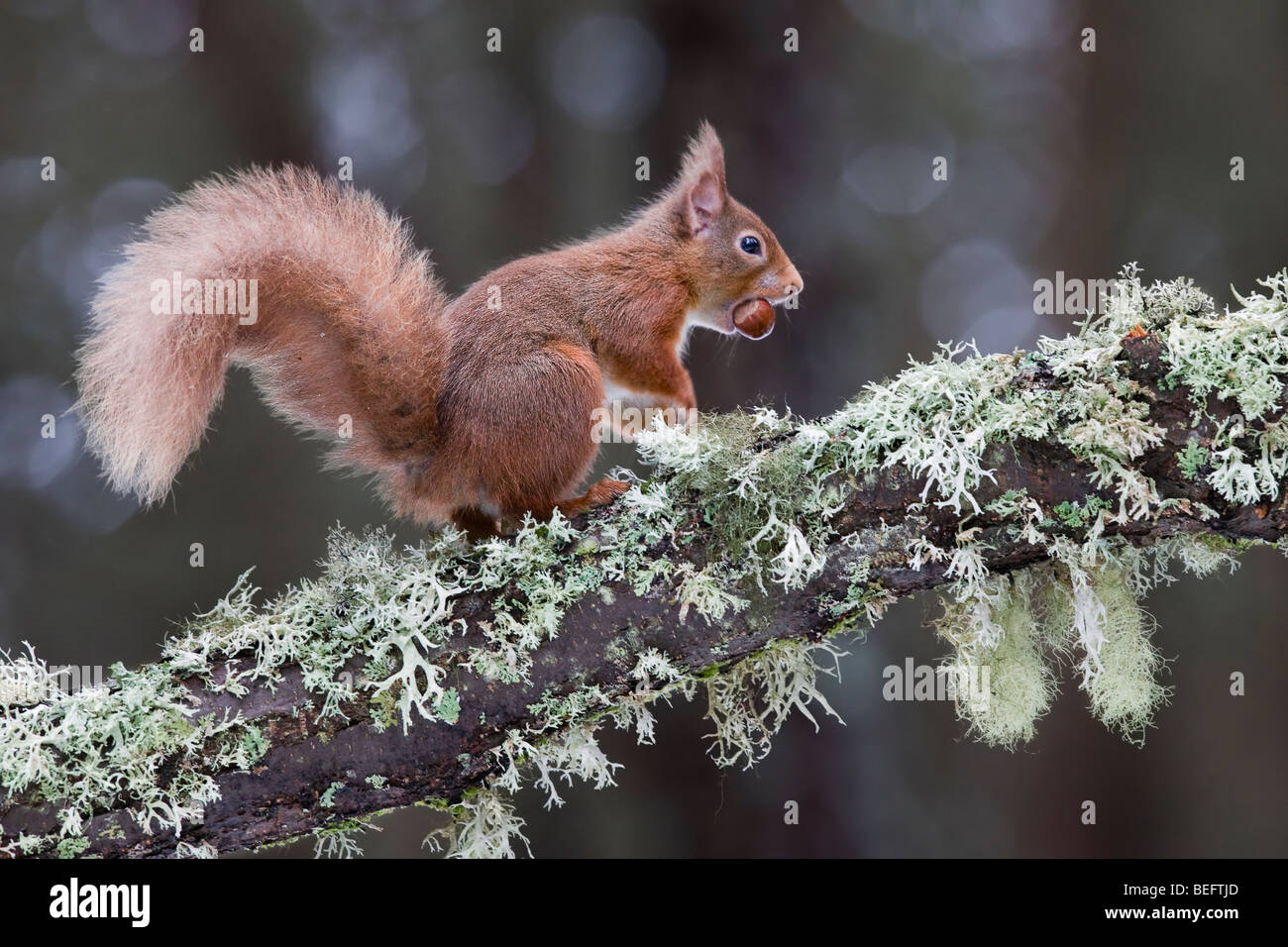 Red squirrel with a hazel nut in its mouth on a lichen covered tree Stock Photo
