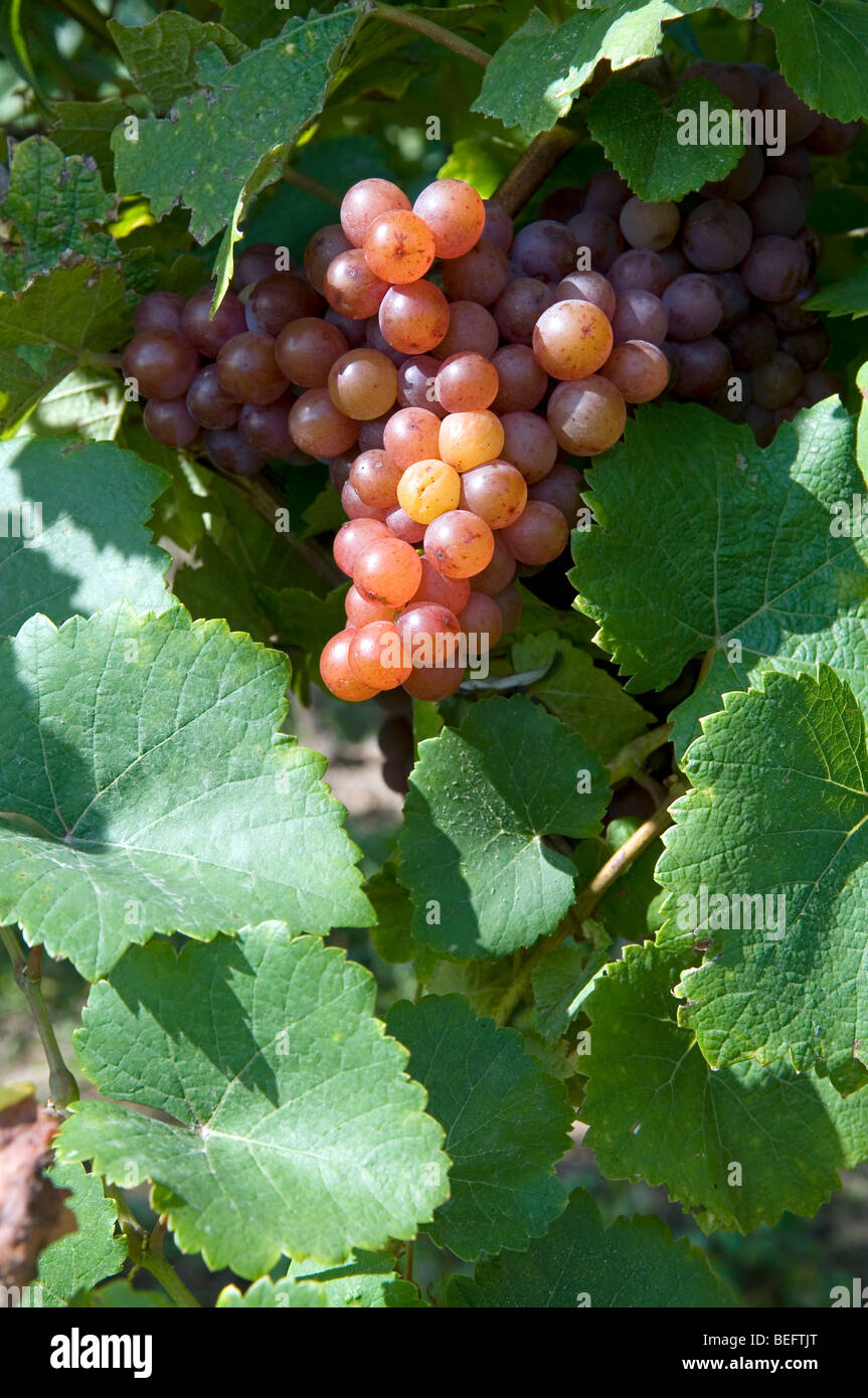 Pinot Gris grape Stock Photo