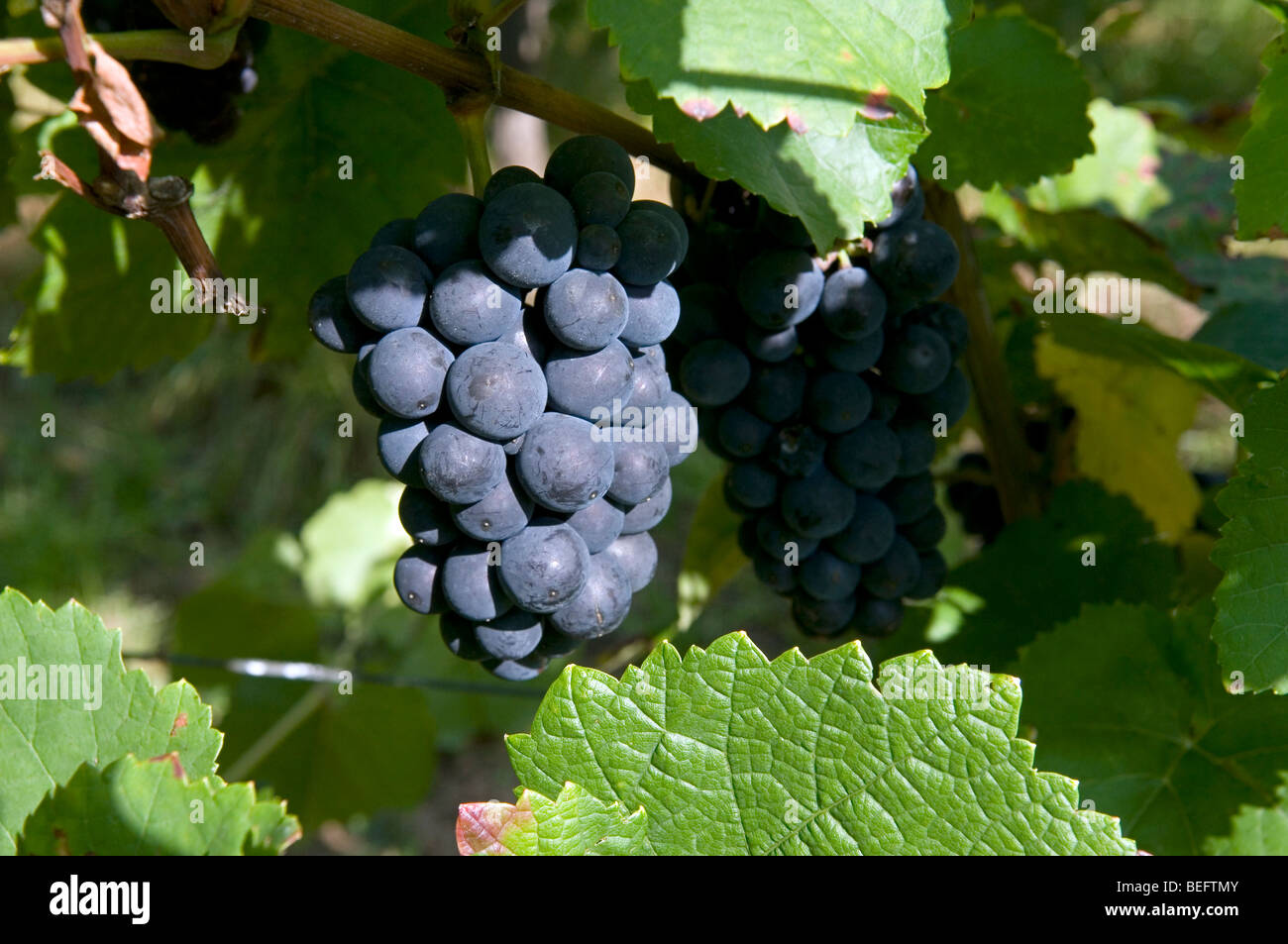 Pinot Noir grape Stock Photo