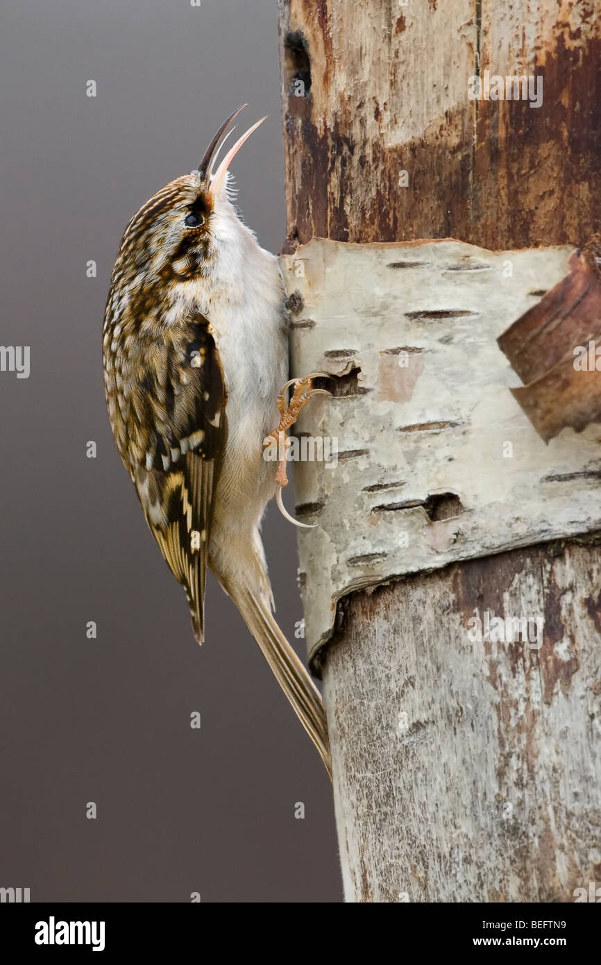 Treecreeper feeding on a tree. The bird is shown in profile with clear details of head, beak, tongue, eye, feet and feathers Stock Photo