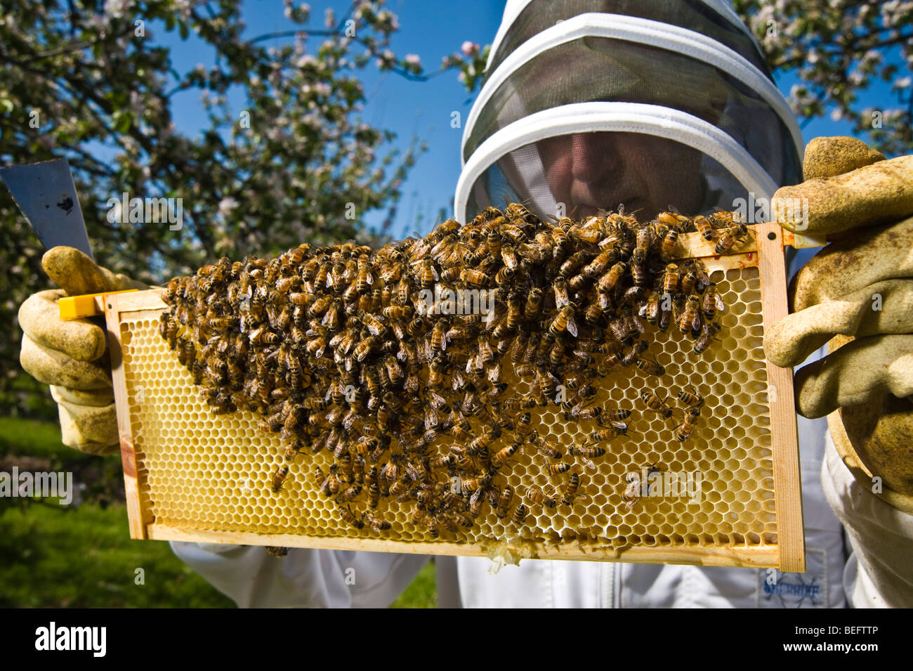 Bee Keeper checking his honey bees in a cider apple orchard, Sandford. North Somerset, England. Stock Photo