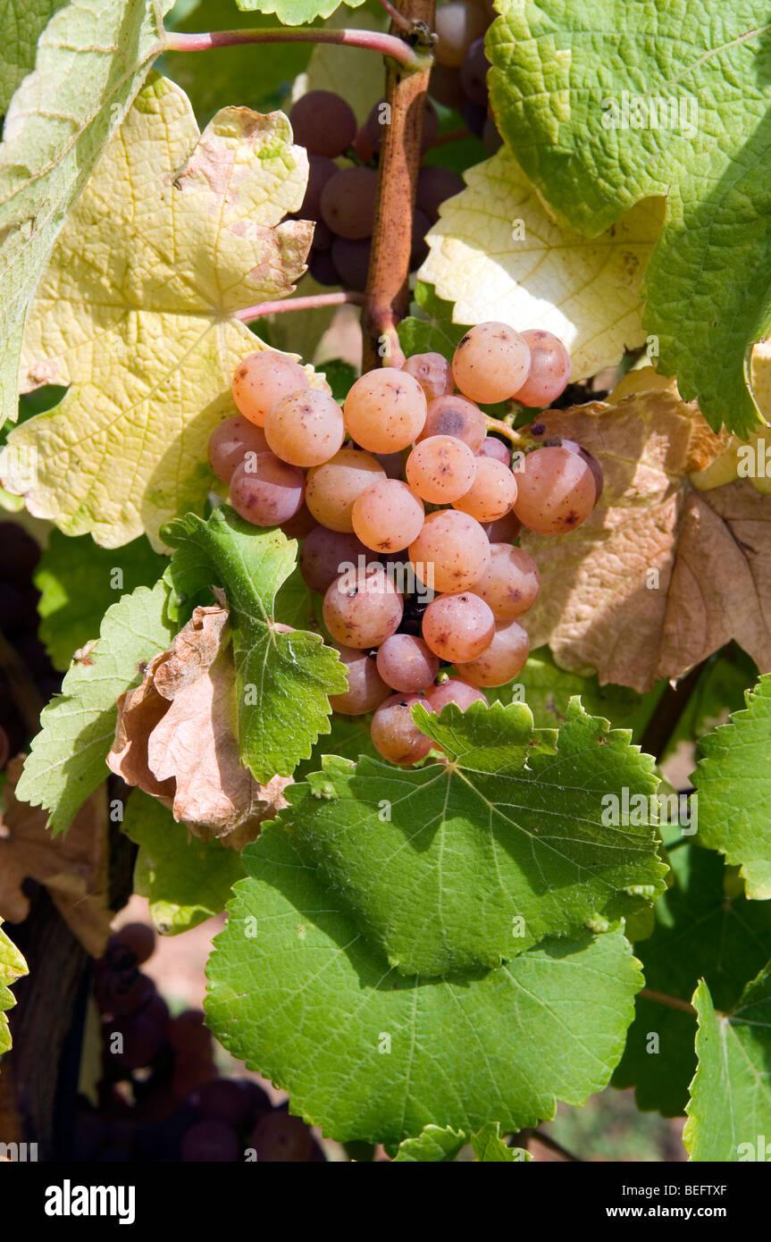 Pinot Gris grape Stock Photo