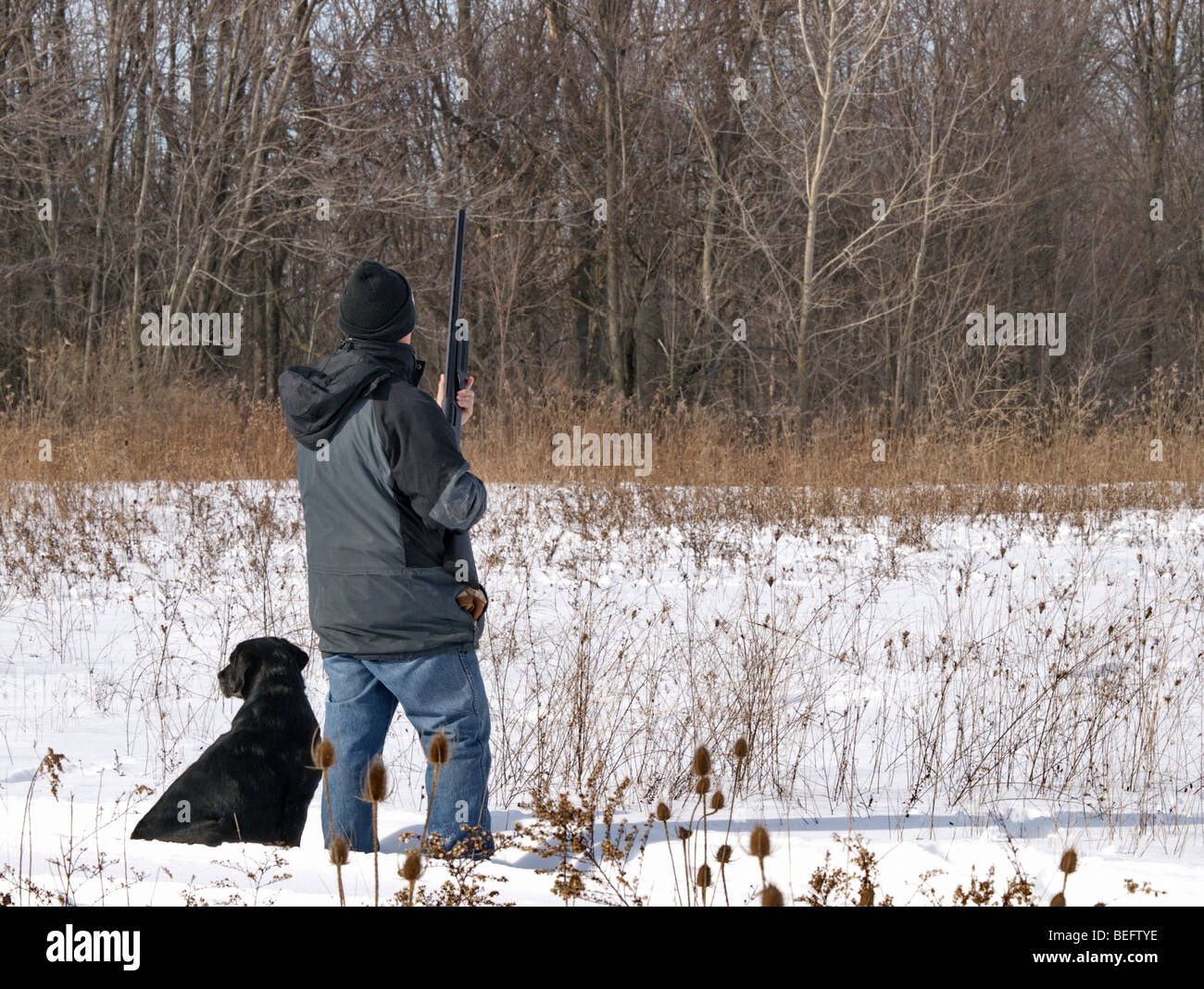 Hunter with Black Lab in the winter upland bird hunting Stock Photo Alamy