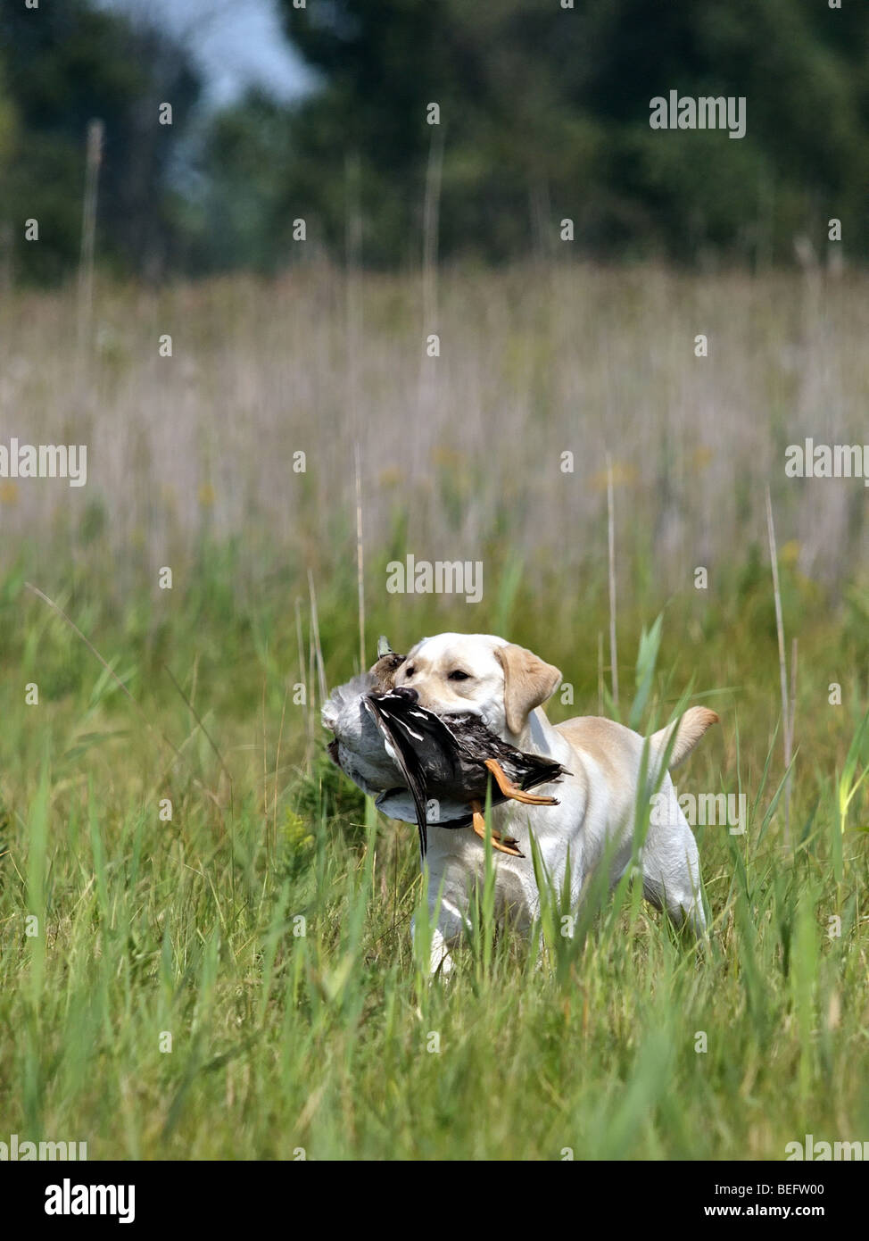 Yellow Labrador running through tall grass back to the hunter after retrieving the duck. Stock Photo