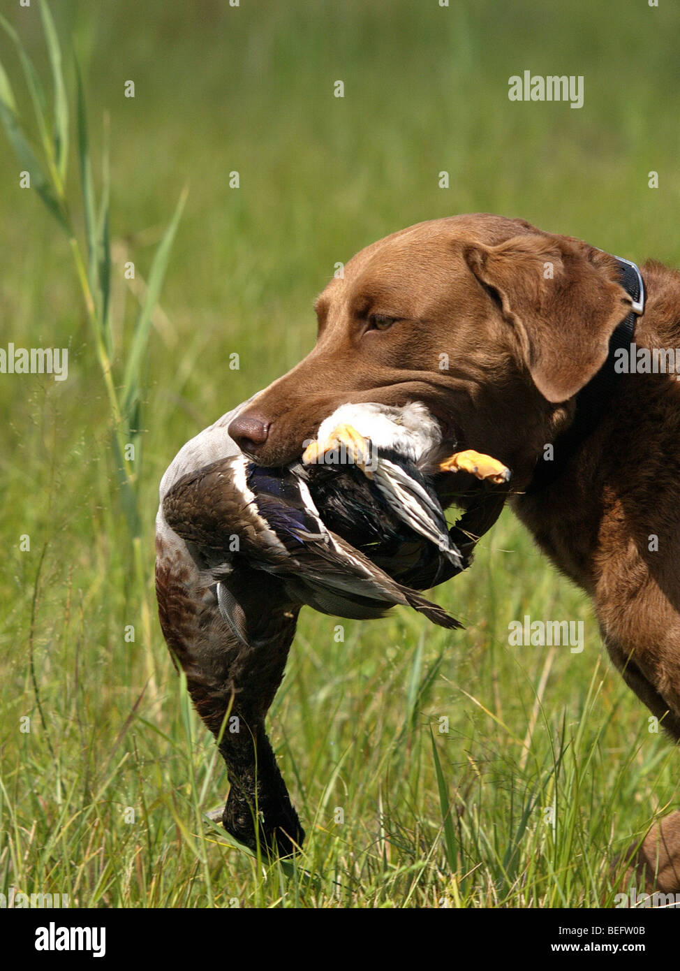 Chesapeake bay retriever with duck hi res stock photography and