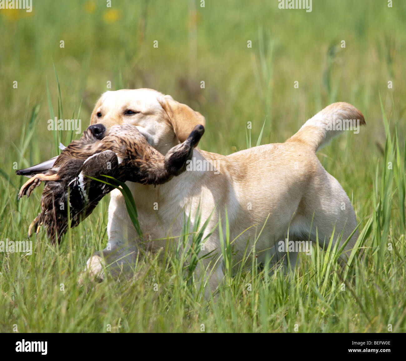Yellow Labrador Retriever retrieving duck in high grass. Stock Photo