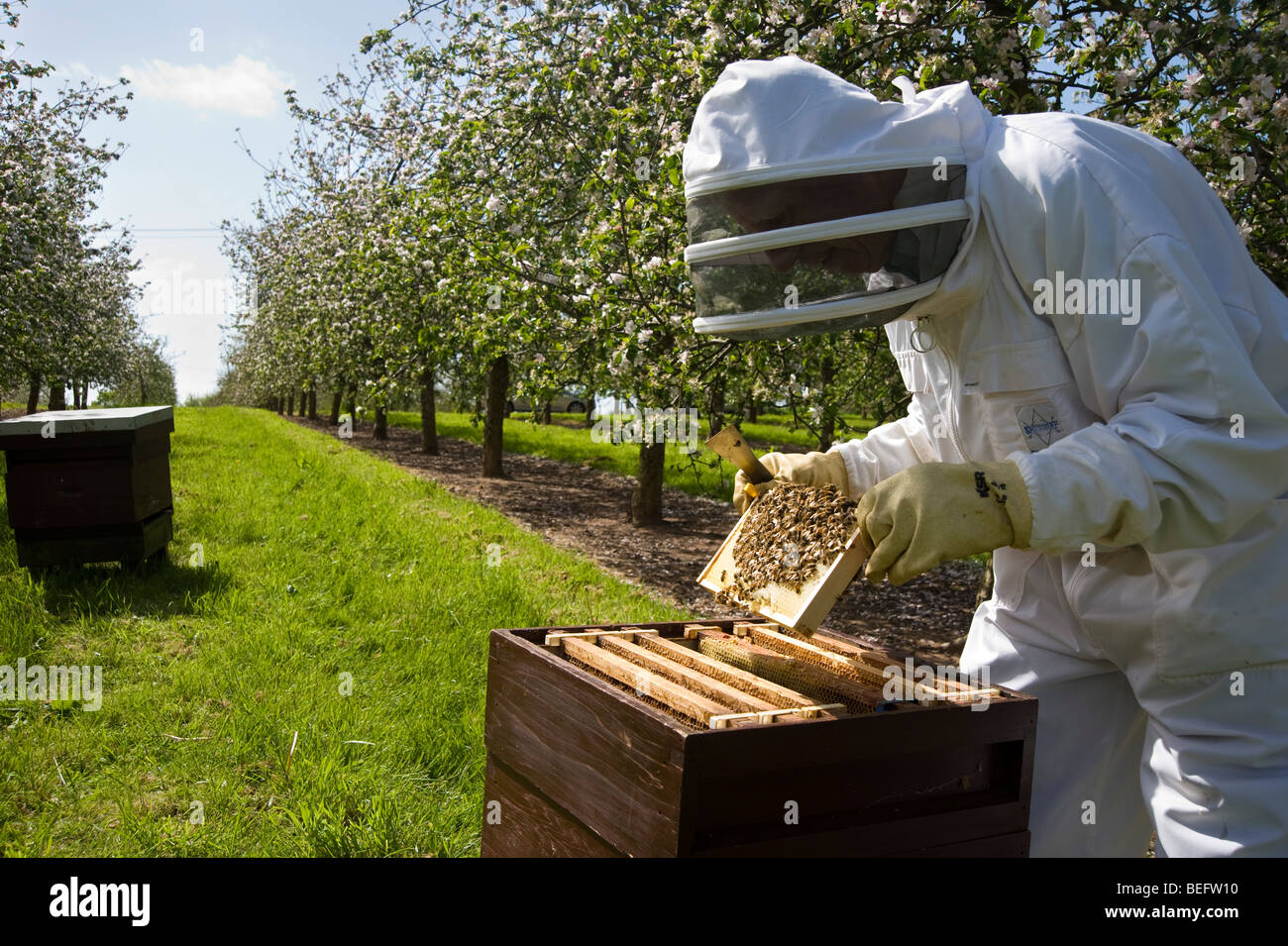 Bee Keeper checking his honey bees and bee hives in a cider apple orchard, Sandford. North Somerset, England. Stock Photo