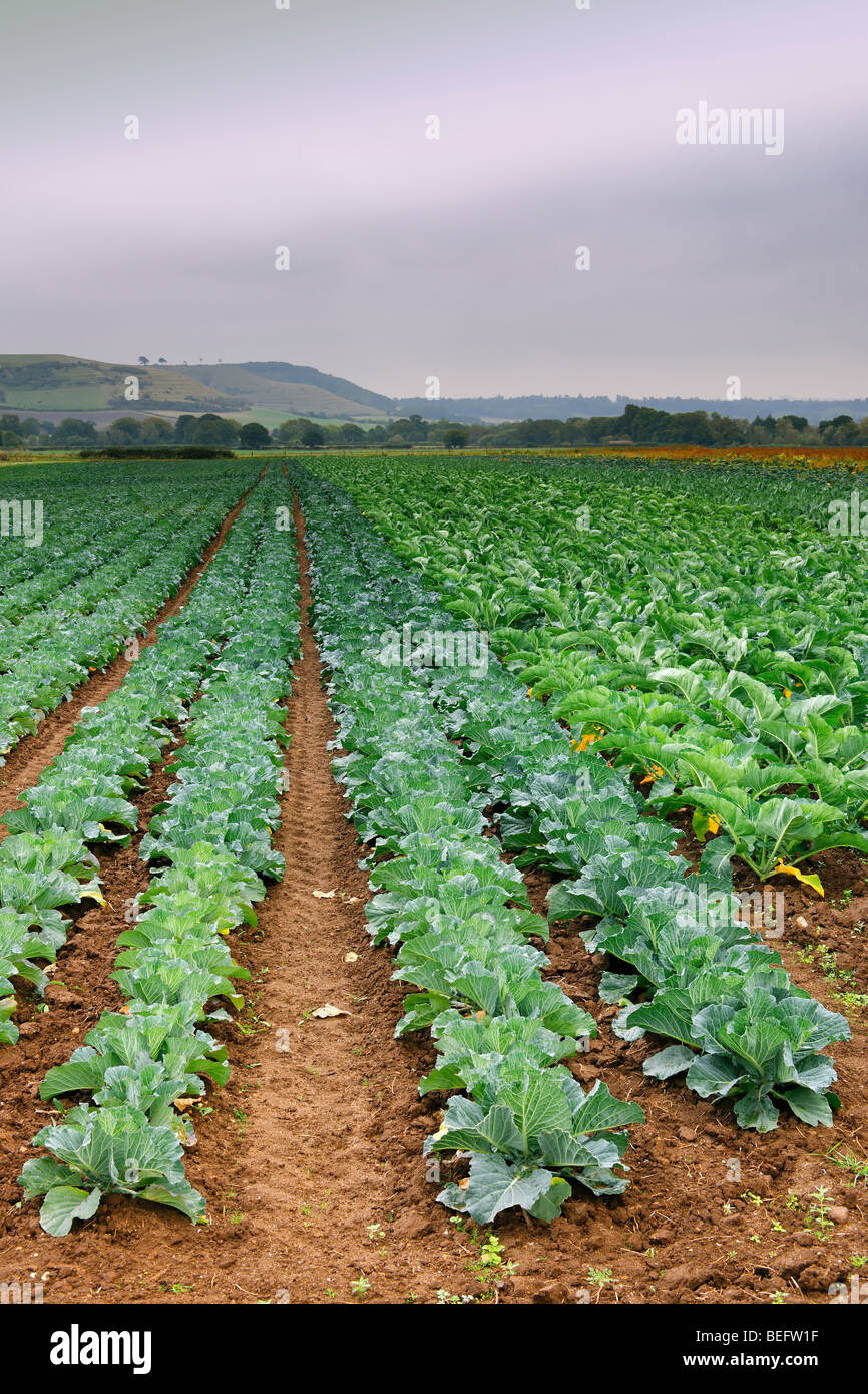 Cabbage crop Stock Photo