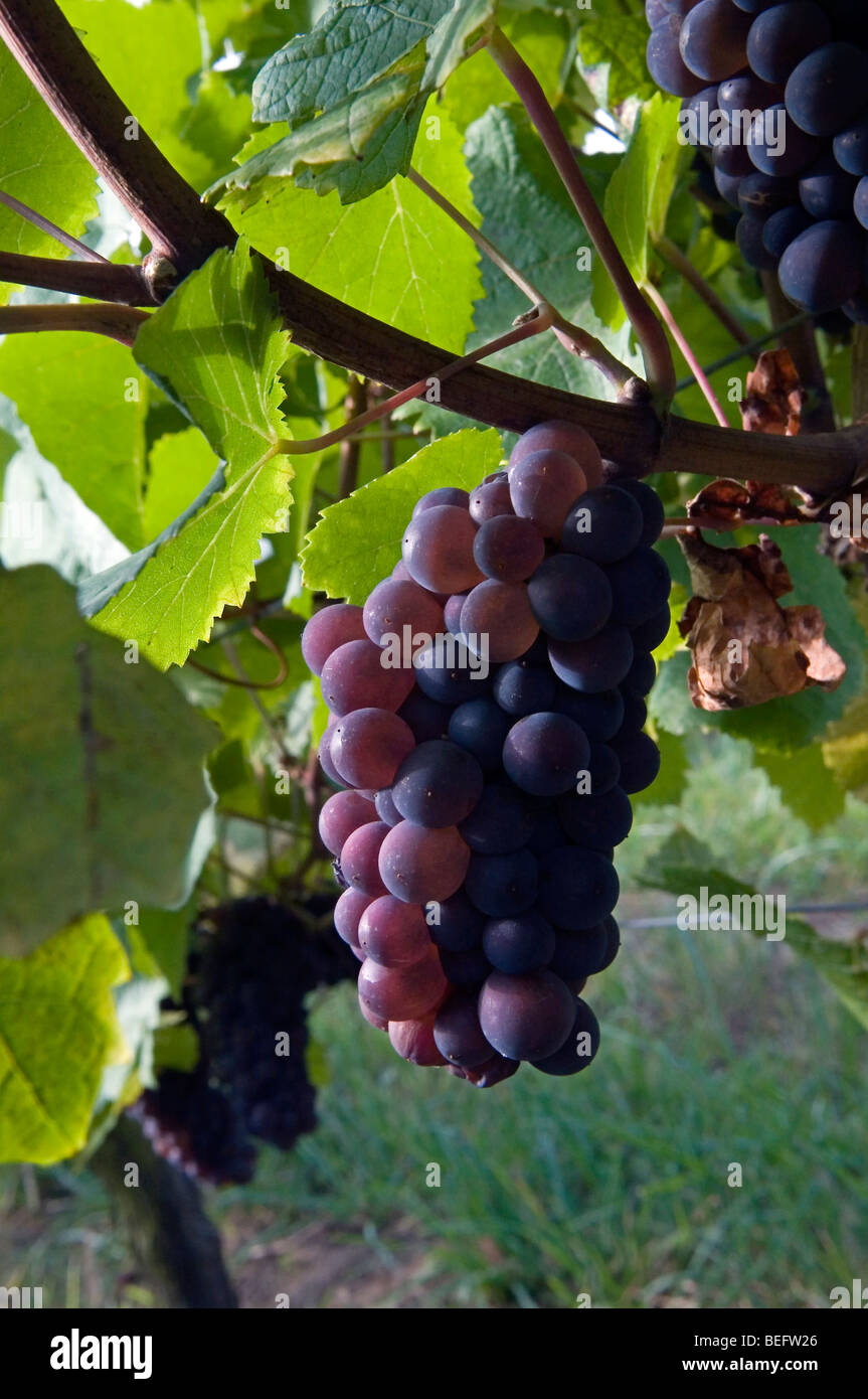Grapes wineries hires stock photography and images Alamy