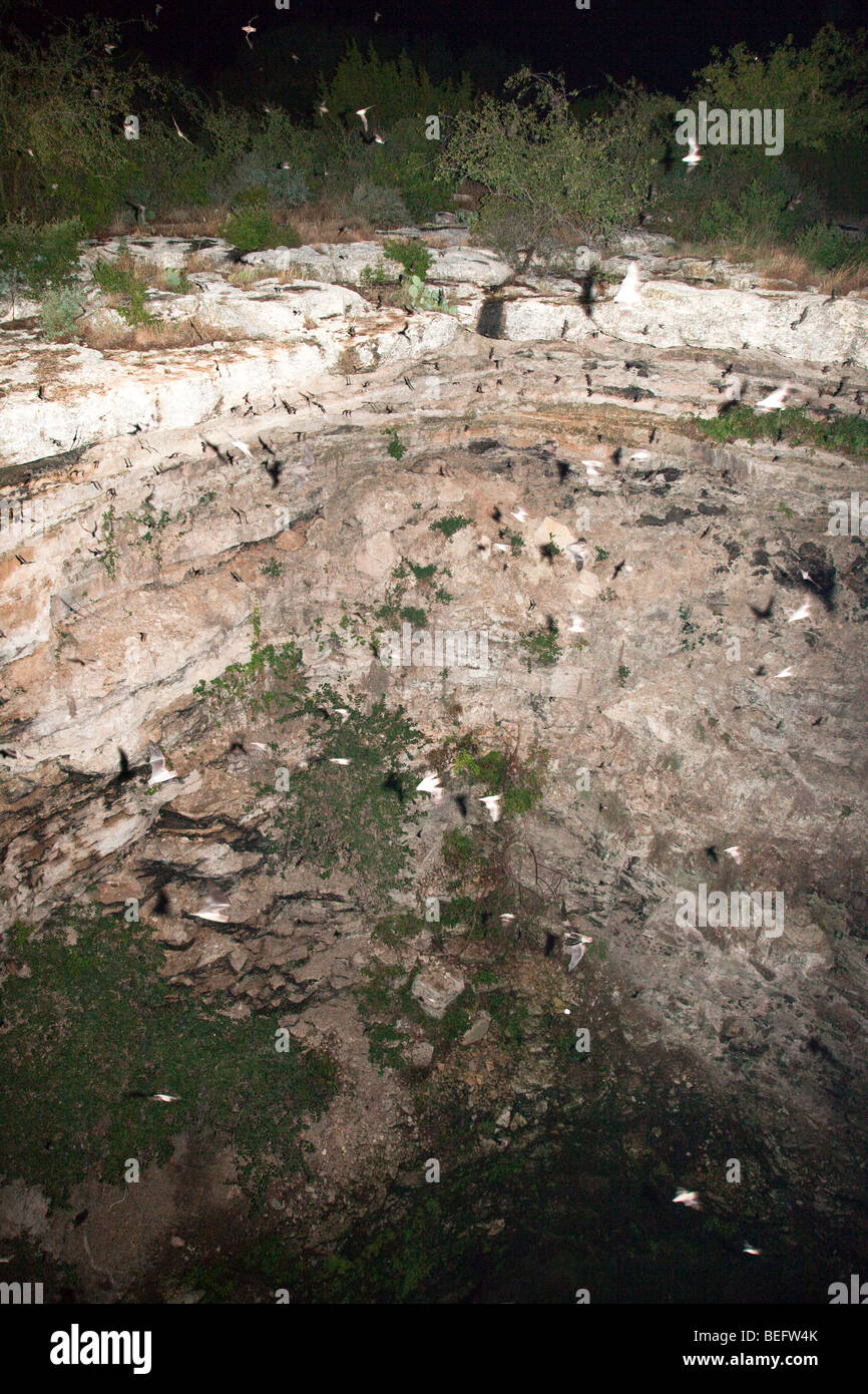 Bats flying from the Devil's Sinkhole Texas USA Stock Photo