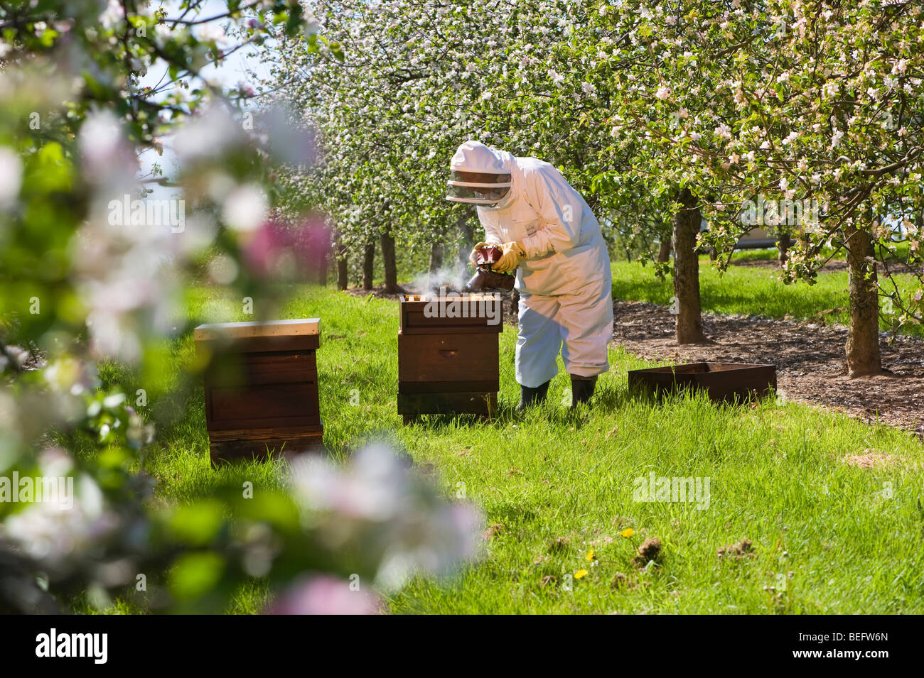 Bee Keeper with a smoker checking his Honey Bees and Bee Hives in a Cider Apple Orchard, Sandford. North Somerset, England. Stock Photo